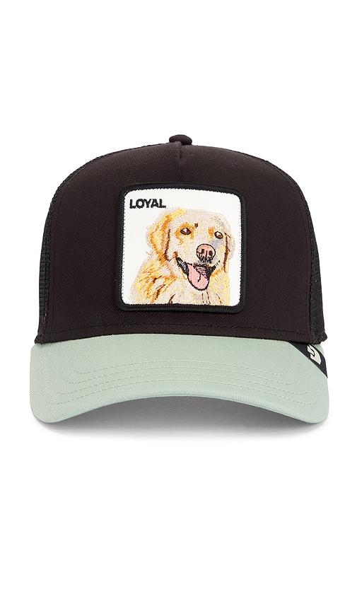 goorin brothers the loyal dog trucker hat in black.